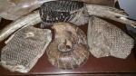 Коллекция окаменелостей художника В.Д. Поленова