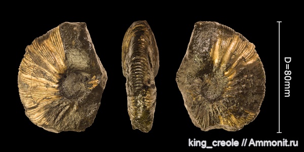 Москва, Virgatites, Virgatites gerassimovi