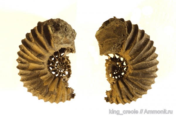 Pavlovia, Pavlovia pavlovi, Jurassic