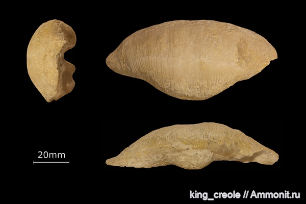 брахиоподы, Semiplanus, Semiplanus latissimus