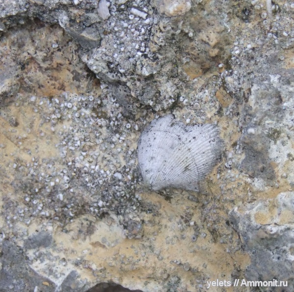 девон, верхний девон