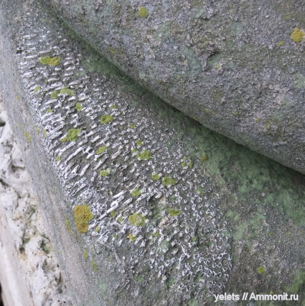 окаменелости с Елецких церквей.