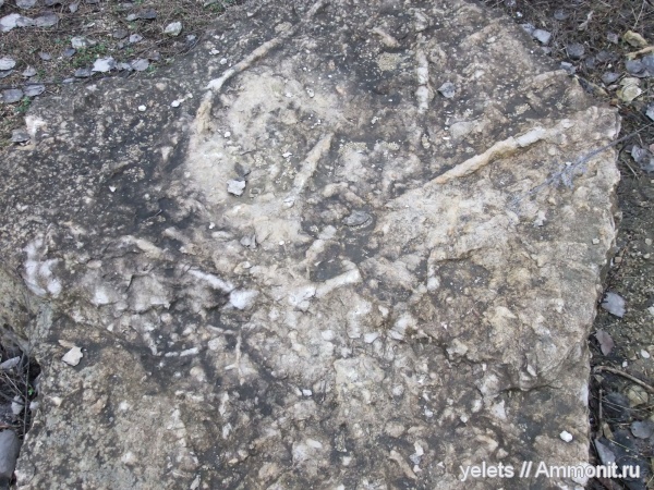 Липецкая область, верхний девон, аргамаченский карьер