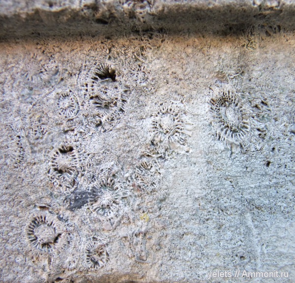 кораллы, нижний девон