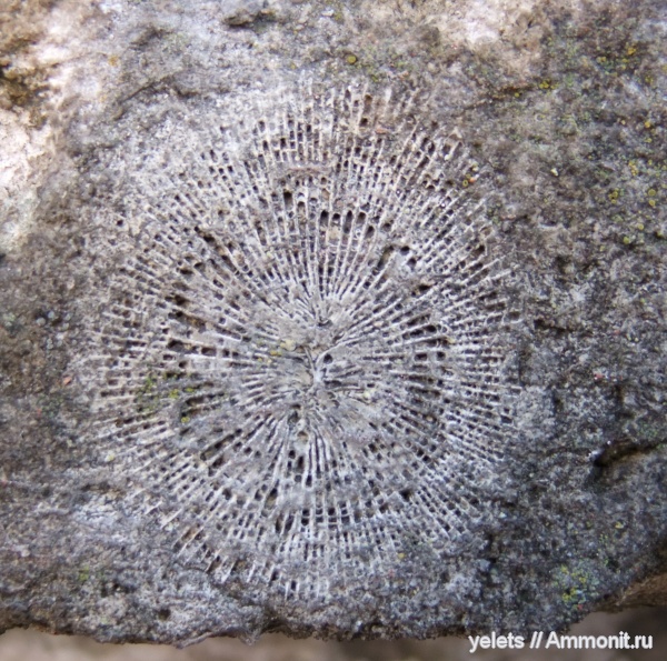 кораллы, нижний девон