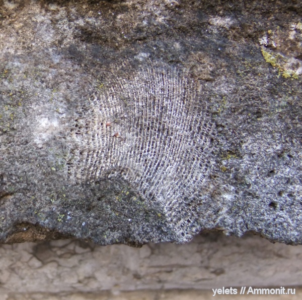 кораллы, нижний девон