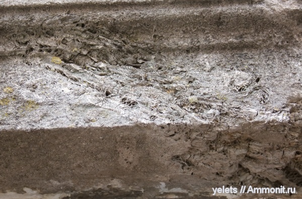 кораллы, нижний девон