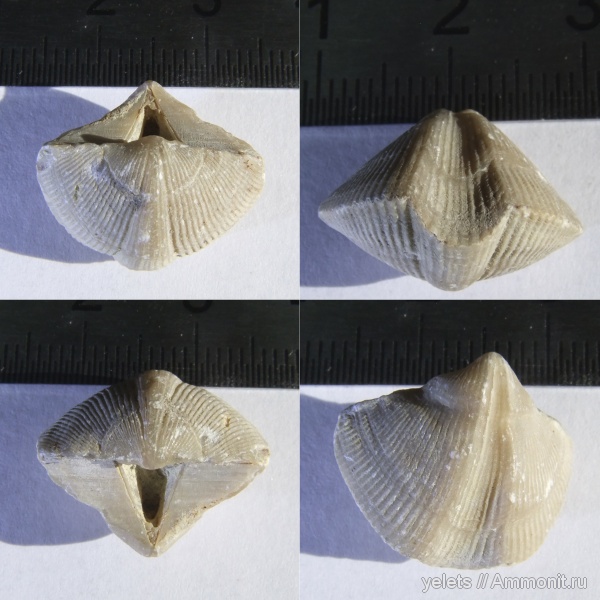 брахиоподы, плеченогие, верхний девон, Елец