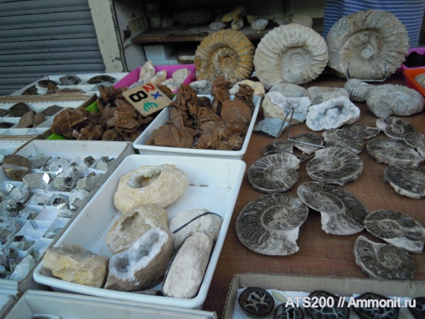 Испания, Барселона аммониты на блошином рынке