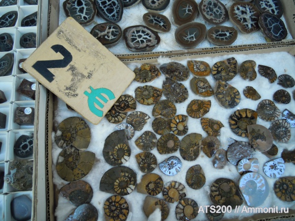 аммониты