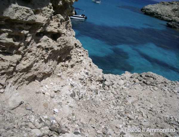 Раковины Кипр