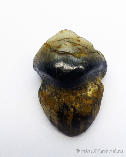 гжельский ярус, Petalodus