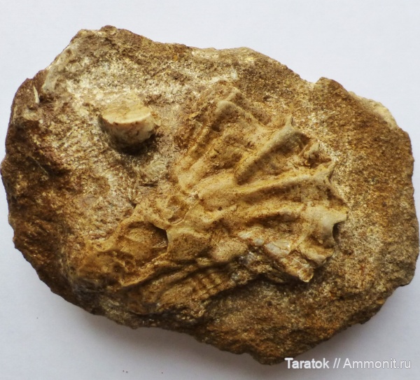 Гжель. 55 км.