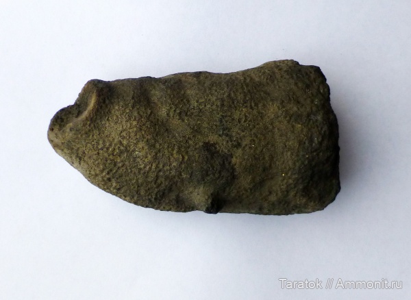 юра, губки, Воскресенск, мезозой, Pachyascus lopatinensis, Pachyascus