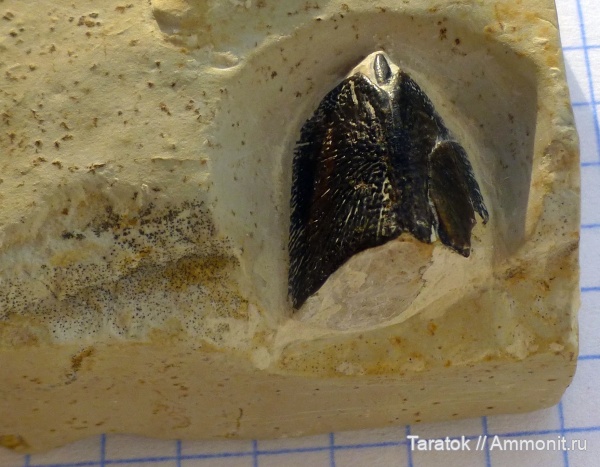 девон, рыбы