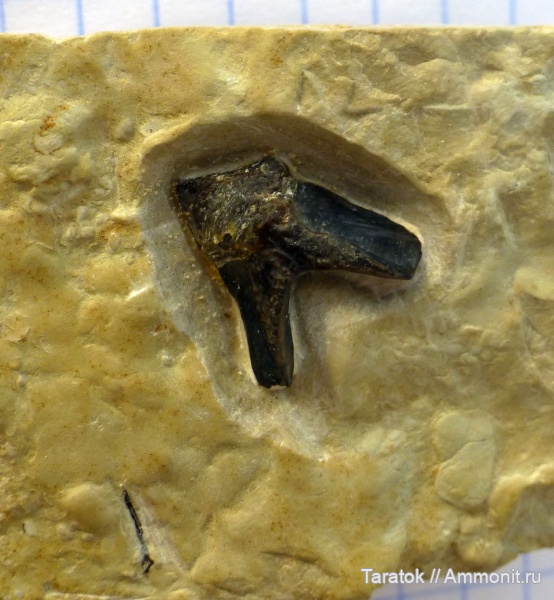 девон, рыбы