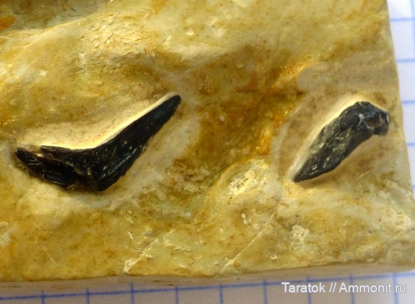 девон, рыбы