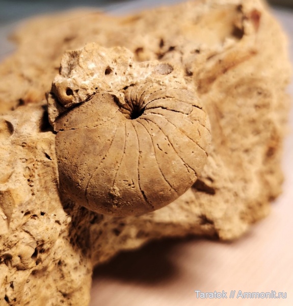 наутилусы, Liroceras