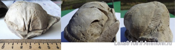 брахиоподы, верхний карбон