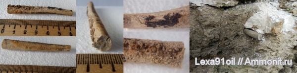 лопатоногие моллюски, верхний карбон, Жирновск, малый каменный овраг