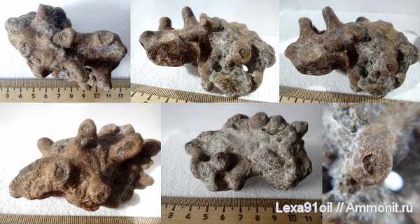 губки, Саратовская область, сантон