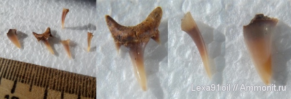 зубы, Eostriatolamia, сеноман, Саратовская область, фосфоритовый горизонт