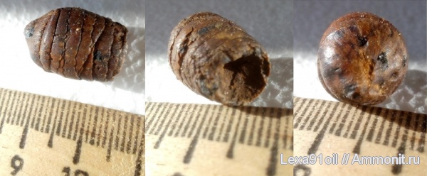 копролиты, сеноман, Саратовская область, фосфоритовый горизонт