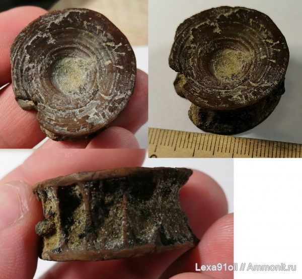 сеноман, позвонки, фосфоритовый горизонт, вехний мел