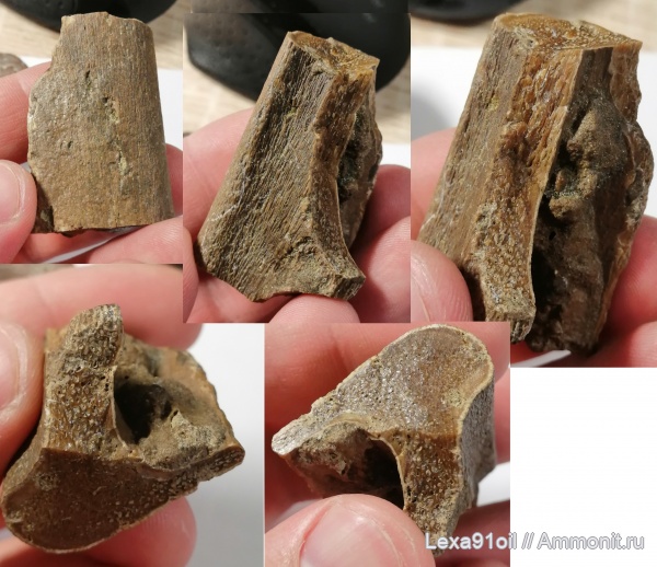 верхний мел, сеноман, кости, фосфоритовый горизонт