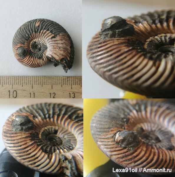 аммониты, юра, Дубки, Саратов