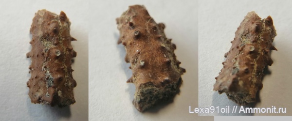 меловой период, ракообразные, сеноман, фосфоритовый горизонт