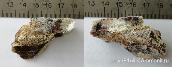 химеры, верхний мел, Волгоградская область