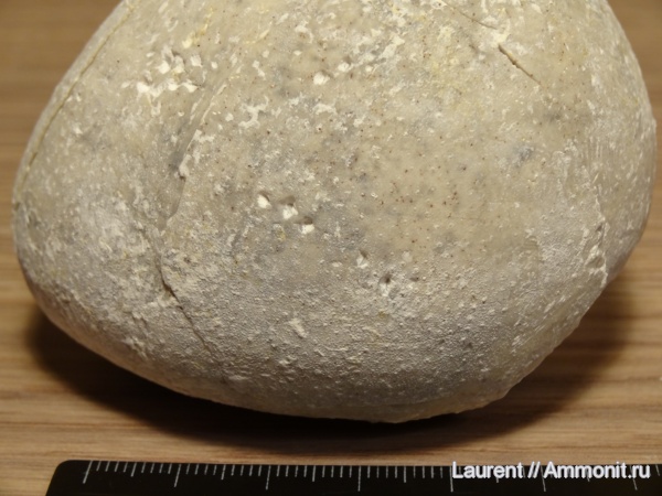 морские ежи, мел, Казахстан, Echinocorys