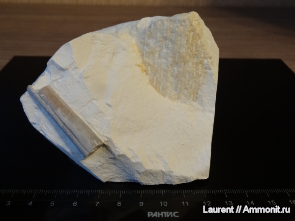 мел, губки, Казахстан