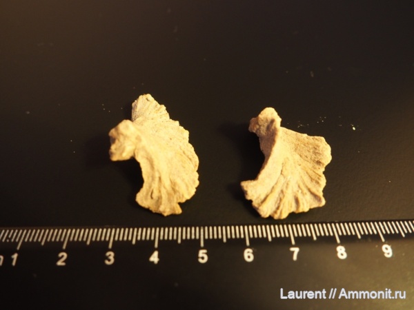 Ильмень, Ильменский глинт