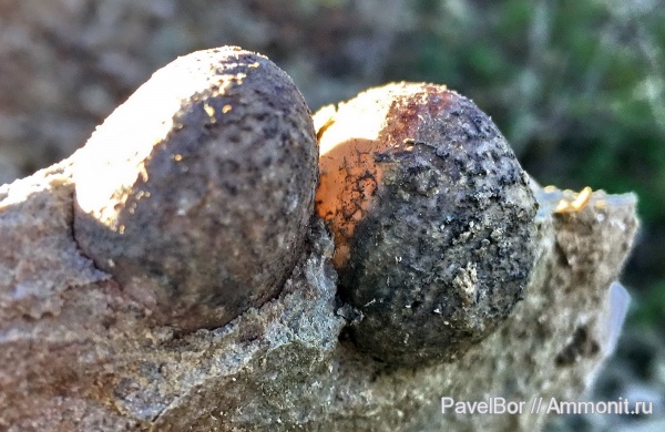 Вильповицы, цистоидеи, морские пузыри, Echinosphaerites, Cystoidea