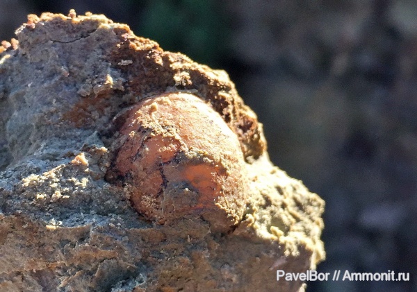 Вильповицы, цистоидеи, морские пузыри, Echinosphaerites, Cystoidea