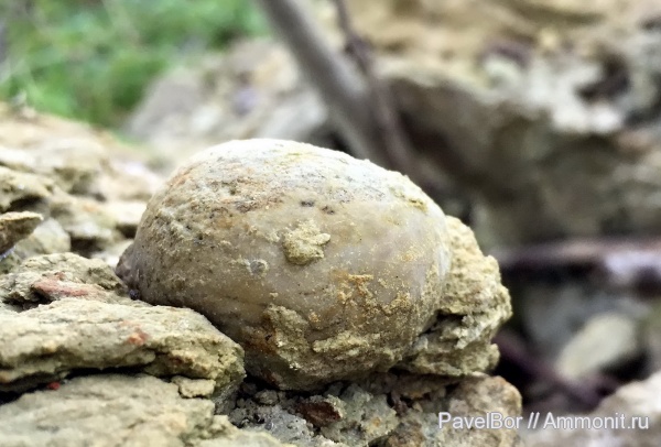 Вильповицы, цистоидеи, морские пузыри, Echinosphaerites, Cystoidea