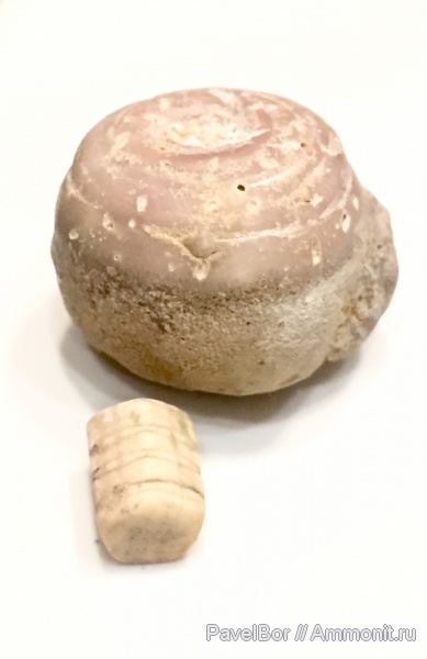 ордовик, мшанки, Назия