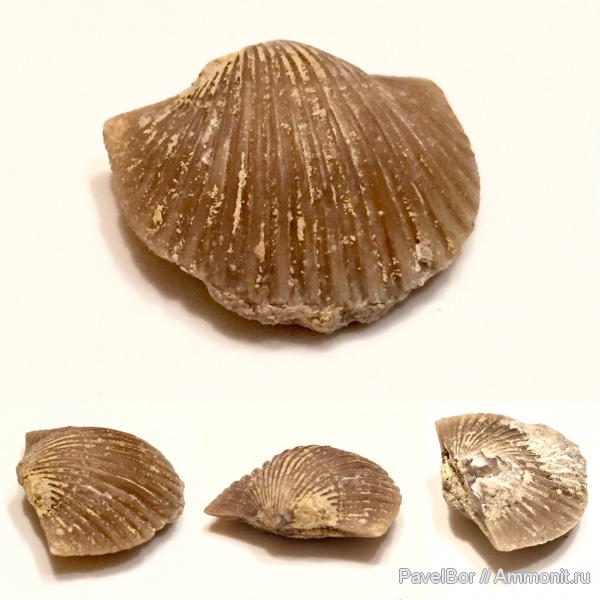 брахиоподы, ордовик, Orthambonites, Orthambonites calligramma, Войбокало