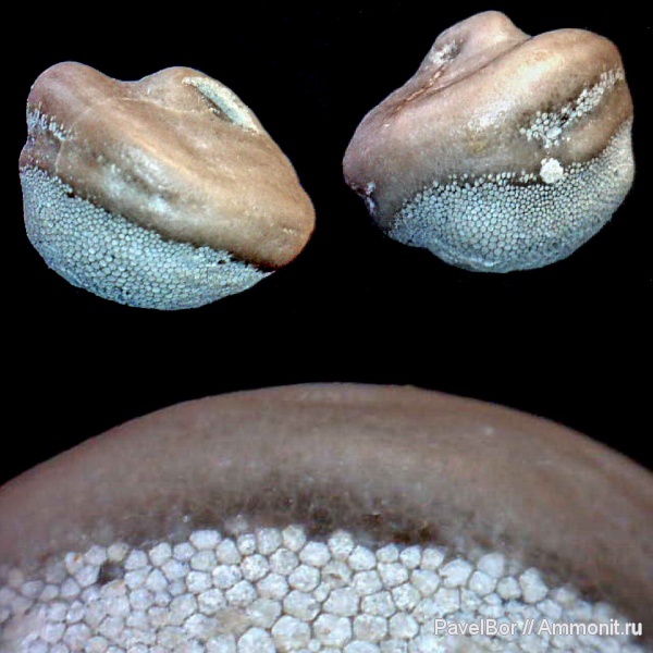 ордовик, мшанки, Diplotrypa, Bryozoa, Волхов