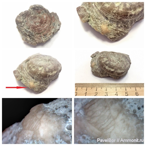 ордовик, мшанки, Bryozoa, holdfast, Холдфаст, Crinoid holdfast, Волхов