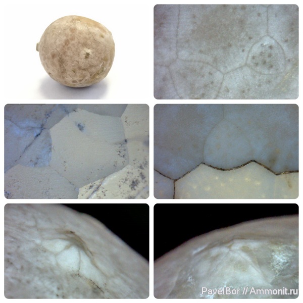 ордовик, Вильповицы, цистоидеи, морские пузыри, Echinosphaerites, Cystoidea