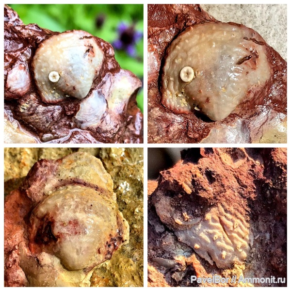 брахиоподы, девон, продуктиды, Ильмень, Rhytialosia