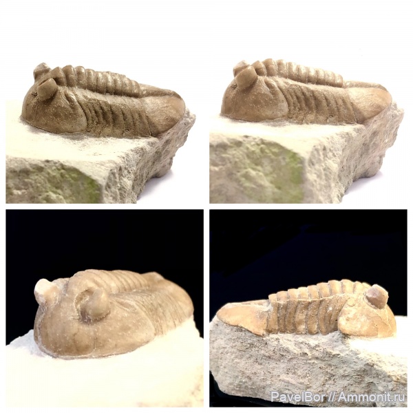 трилобиты, ордовик, Asaphus, Волхов