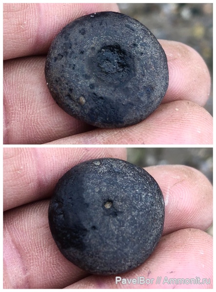 триас, Тихвинское