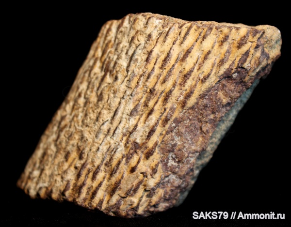 карбон, палеозой, лепидодендрон, лепидофиты, lepidodendrales, кноррия карбон, палеозой, лепидодендрон, лепидофиты, lepidodendrales, кноррия