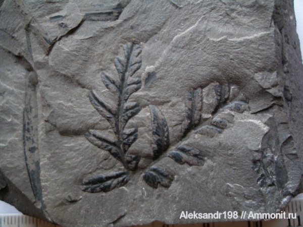 папоротники, Alethopteris