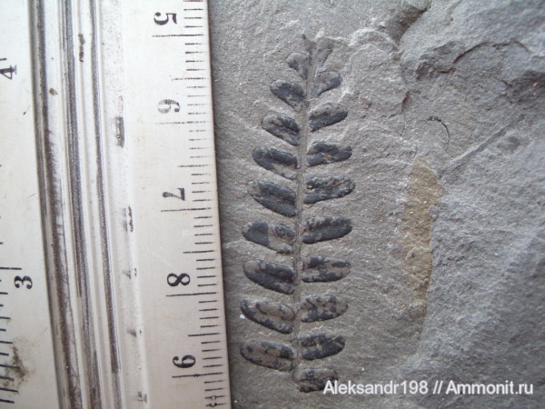 папоротники, Neuropteris