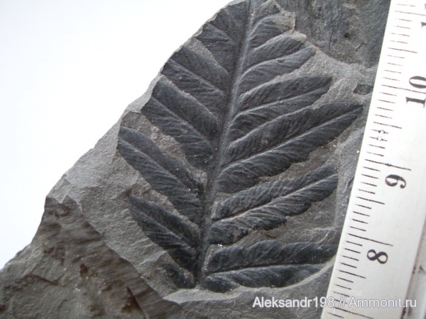 папоротники, Mariopteris